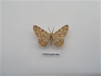 藏品(尺蛾150)的圖片